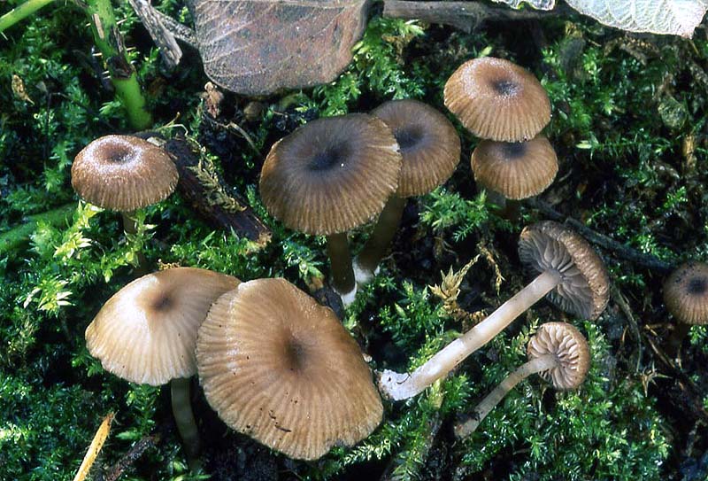 Entoloma bisporigerum