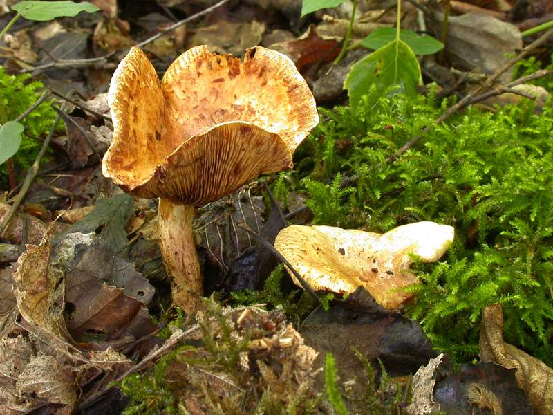 Paxillus rubicundulus