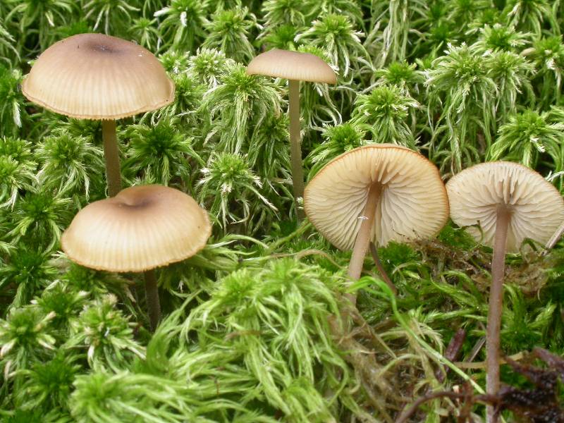 Tephrocybe palustris