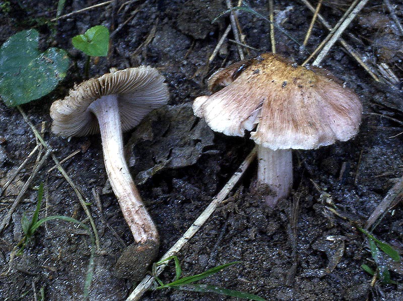 Inocybe rhodiola