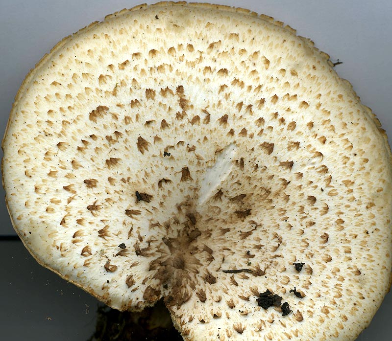 Polyporus lentus